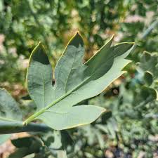 Image result for Romneya coulteri