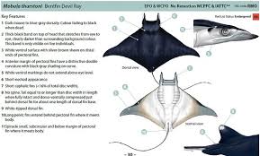 Image result for Mobula thurstoni