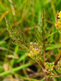 Attēlu rezultāti vaicājumam “Rorippa palustris fruit”