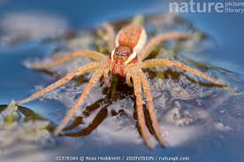 Attēlu rezultāti vaicājumam “Dolomedes fimbriatus”