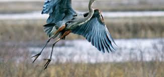 Image result for heron