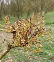 Attēlu rezultāti vaicājumam “Fraxinus pennsylvanica male flower”