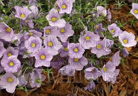 Image result for Nierembergia