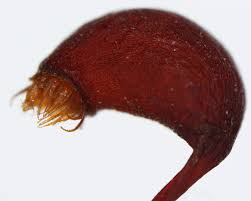 Attēlu rezultāti vaicājumam “Rhytidiadelphus squarrosus”