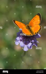 Attēlu rezultāti vaicājumam “Lycaena virgaureae”