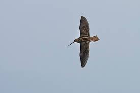 Attēlu rezultāti vaicājumam “Gallinago gallinago”