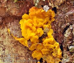 Attēlu rezultāti vaicājumam “Dacrymyces chrysospermus spores”