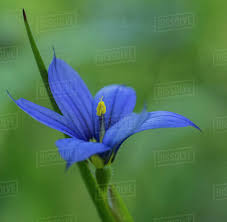 Attēlu rezultāti vaicājumam “Sisyrinchium montanum”