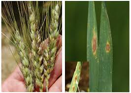 Attēlu rezultāti vaicājumam “Blepharostoma trichophyllum sporophyte”