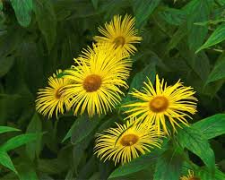 Attēlu rezultāti vaicājumam “Inula helenium”