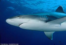 Image result for Carcharhinus albimarginatus