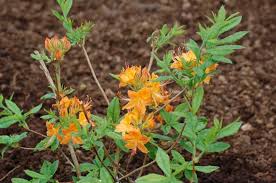 Attēlu rezultāti vaicājumam “Rhododendron calendulaceum”