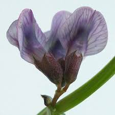 Attēlu rezultāti vaicājumam “Vicia sepium fruit”