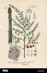 Attēlu rezultāti vaicājumam “Asparagus officinalis”