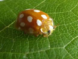 Attēlu rezultāti vaicājumam “Halyzia sedecimguttata”