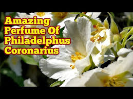Attēlu rezultāti vaicājumam “Philadelphus coronarius flower”