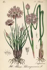 Image result for Allium schoenoprasum