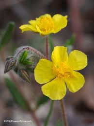 Attēlu rezultāti vaicājumam “Helianthemum nummularium fruit”