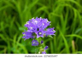 Attēlu rezultāti vaicājumam “Campanula cervicaria”