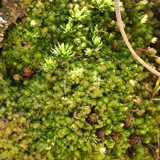 Attēlu rezultāti vaicājumam “Fossombronia foveolata”