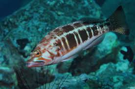 Image result for Serranus atricauda