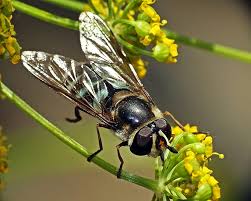 Attēlu rezultāti vaicājumam “Didea alneti”