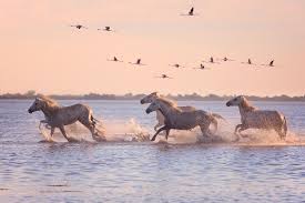 Image result for parque natural de camargue