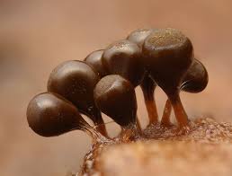 Attēlu rezultāti vaicājumam “Trichia, Hemitrichia sp.”