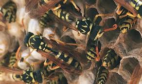 Image result for East Kilbride Wasps