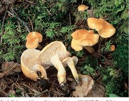 Attēlu rezultāti vaicājumam “Hydnum rufescens”