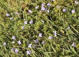 Attēlu rezultāti vaicājumam “Veronica filiformis flower”