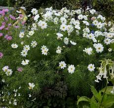Image result for Cosmos bipinnatus `Double Click`
