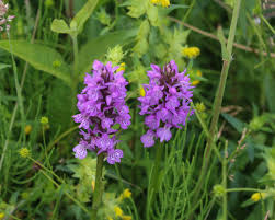 Attēlu rezultāti vaicājumam “Dactylorhiza maculata flower”