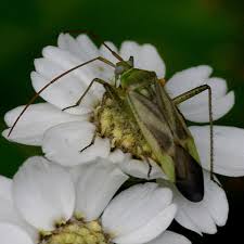 Attēlu rezultāti vaicājumam “Adelphocoris lineolatus imago”
