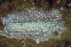 Attēlu rezultāti vaicājumam “Icmadophila ericetorum”