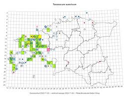 Attēlu rezultāti vaicājumam “Taraxacum suecicum”
