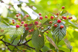 Attēlu rezultāti vaicājumam “Sorbus alnifolia”