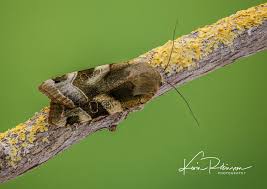 Attēlu rezultāti vaicājumam “Noctua fimbriata”