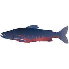 Image result for Arctogadus glacialis