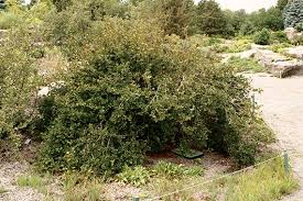 Attēlu rezultāti vaicājumam “Ribes alpinum”