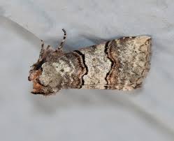 Attēlu rezultāti vaicājumam “Drepanidae”