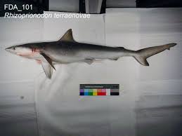 Image result for Rhizoprionodon terraenovae