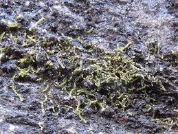 Attēlu rezultāti vaicājumam “Cladopodiella fluitans”