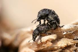 Attēlu rezultāti vaicājumam “Anthribus nebulosus”