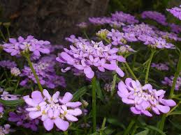 Image result for Iberis umbellata