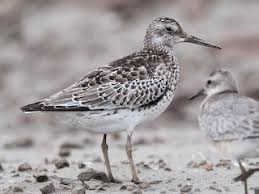 Image result for Calidris tenuirostris
