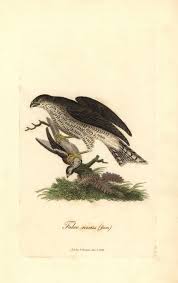 Attēlu rezultāti vaicājumam “Accipiter nisus female”