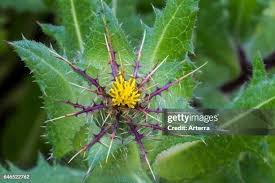 Image result for Cnicus benedictus