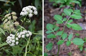 Image result for Angelica silvestris