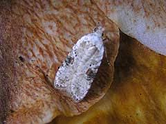 Attēlu rezultāti vaicājumam “Agonopterix alstromeriana”